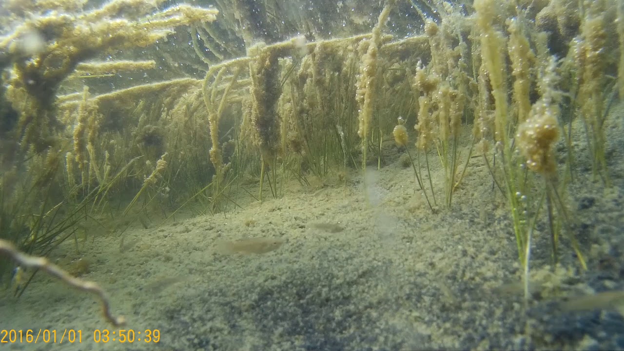 Fartet Murcia. Aphanius iberus