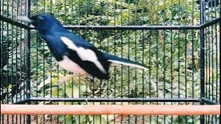 TEMBAKAN KACER PAGI GACOR PANGGIL LAWAN