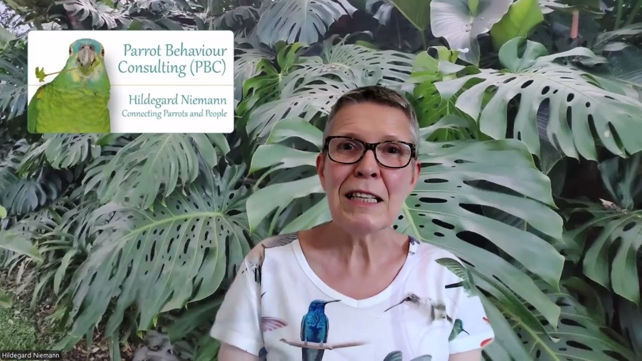 Papageien: Enrichment für wenig Geld