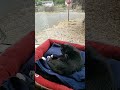 Enjoying the View #cat #rv #rvcat #rvlife #window #view #bestlife #chillin #midday #relax #meow