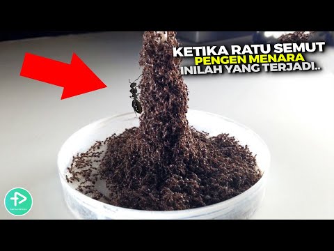 Video: Lukisan pena oleh artis Sarah Esteje