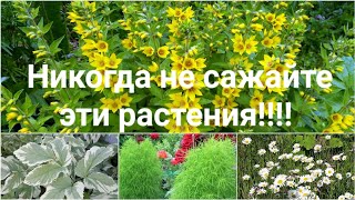 Осторожно!! Растение