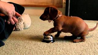 Maddie the 10 Week old Dachshund learning to ring a service bell!