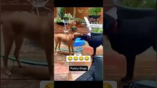 Funny dogs 🤣🤣 #funny #funnyvideo #fyp #foryou #funnycats