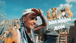 BANTIK BOY -ТАТУ НА ЛБУ/ ЗАЛЕЗЛИ НА КРЫШУ МОСКВЫ/НАВЕСТИЛИ СОБАЧИЙ ПРИЮТ ДОМАШНИЙ BANTIK BOY -ТАТУ НА ЛБУ/ ЗАЛЕЗЛИ НА КРЫШУ МОСКВЫ/НАВЕСТИЛИ СОБАЧИЙ ПРИЮТ ДОМАШНИЙ