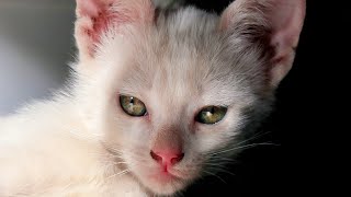 Happy kittens play and rest. Pet my Screen PmS SE03E15 by Daniel's Channel - Artegia 888 views 2 years ago 7 minutes, 28 seconds
