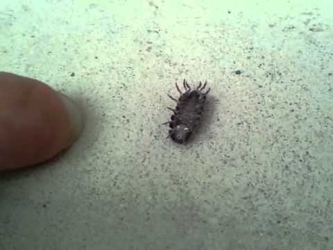 だんご虫、奮闘・・・