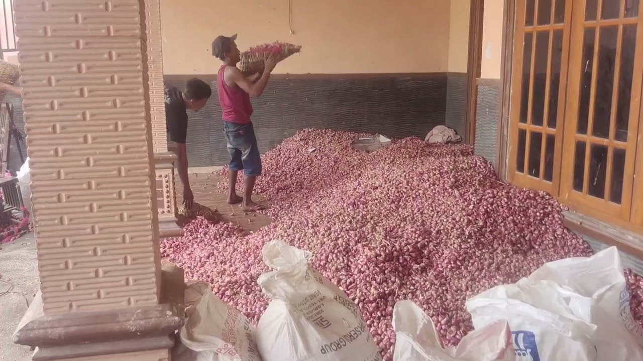 PANEN BAWANG MERAH LAKU 14 RIBU 18 JULI 2024 nganjuk