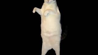 Funny cat gif