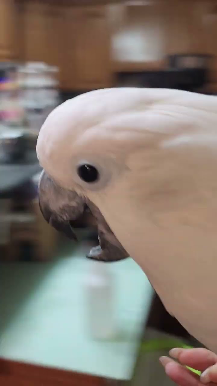 Cockatoo's Nightly Spinning Screams For Fun || ViralHog