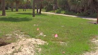 Video 3 I Scared the Gopher Tortoise