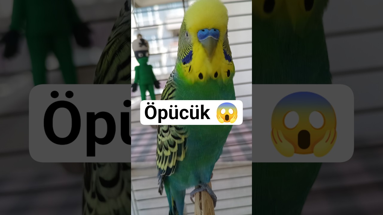 Öpücük #muhabbetkuşu #muhabbetkuşları #muhabbetkuşubakımı #konuşankuş #konuşanmuhabbetkuşu #birds