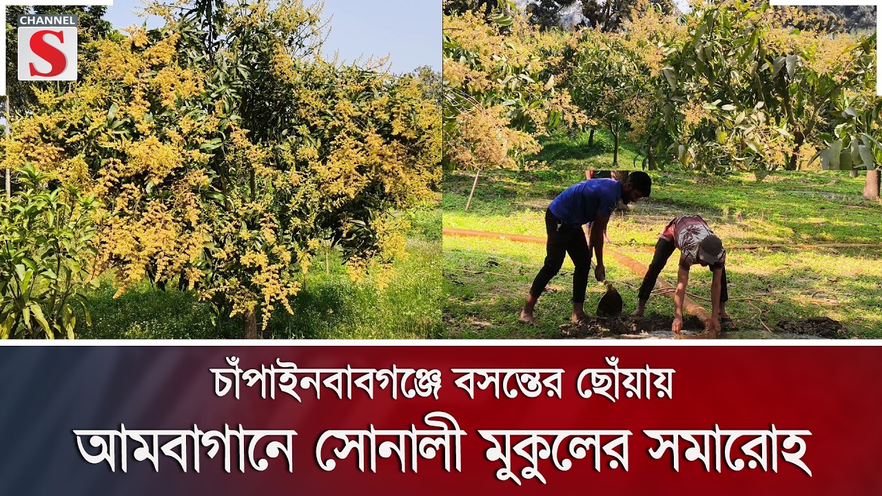 চাঁপাইনবাবগঞ্জে বসন্তের ছোঁয়ায় আমবাগানে সোনালী মুকুলের সমারোহ | Channel S News