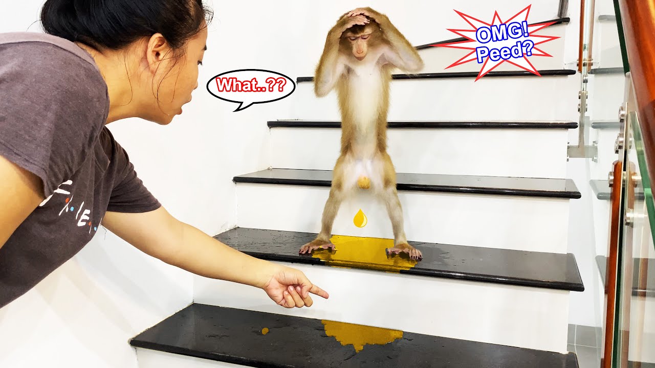 Monkey Lyly pees all over the floor while falling asleep and her quick reaction afterwards...