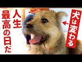 引きこもり犬が最高の笑顔になった!その理由をお見せします