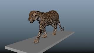 Leopard walk and run cycles