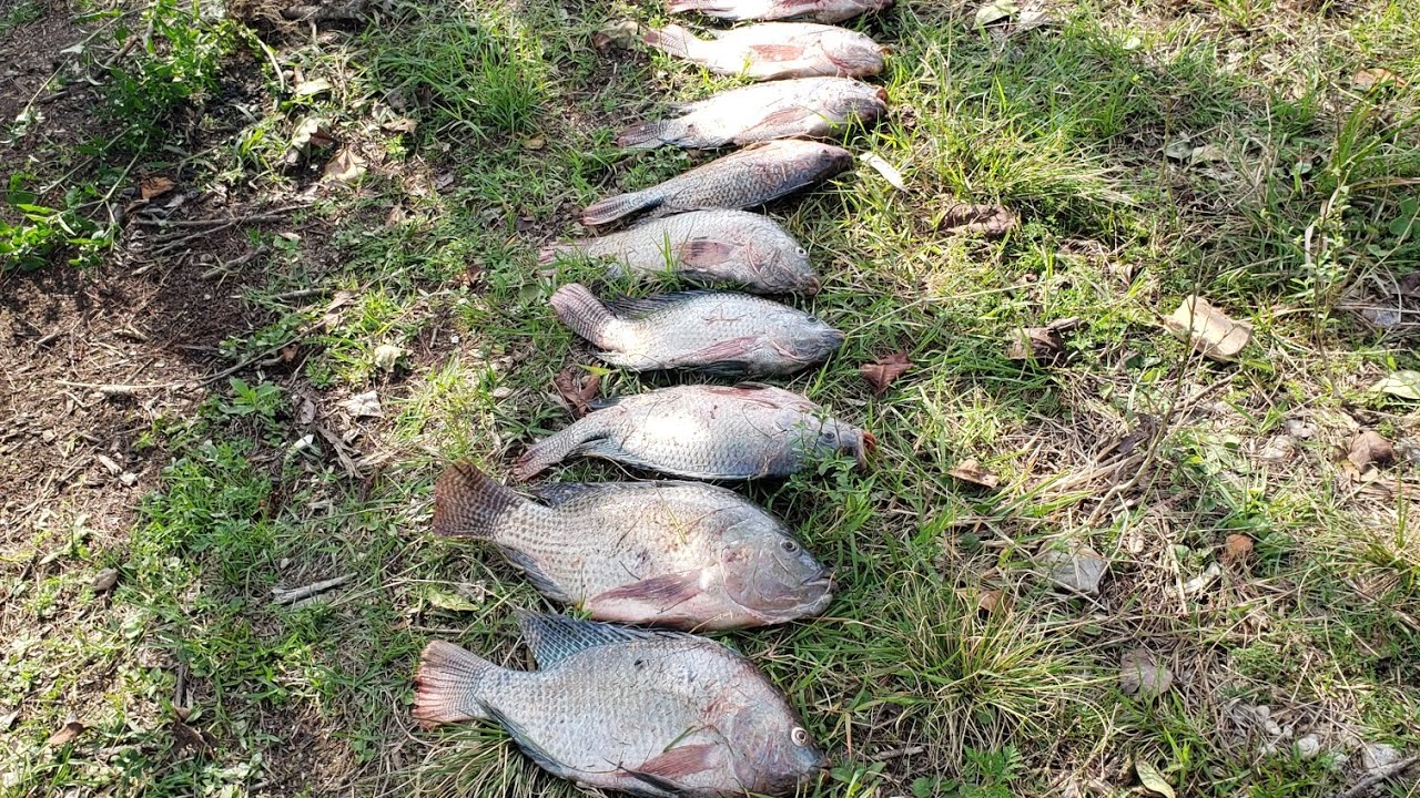 Pesca e caça, isso é pesca com estilingue!