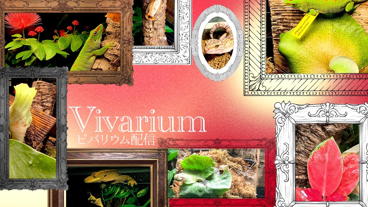 わたしは ただ きみにあけおめを言う練習をする【ライブカメラ（ヘビ・冷凍ウズラ）】