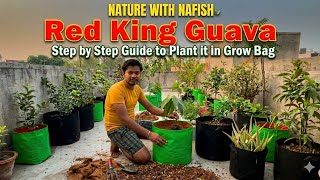 How to grow guava plant in pot ? Red King Guava