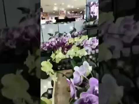 I REALLY LIKE FLOWER'S - PLEASE LIKE SHARE SUBCRIBE #shorts #shorts #viral