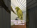 These are my budgies Lemon and Lime✨(Lemon tryed to nip me!)