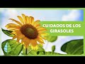 Cómo cultivar GIRASOLES 🌻💦 ¡Siembra, sustrato, riego y MÁS!