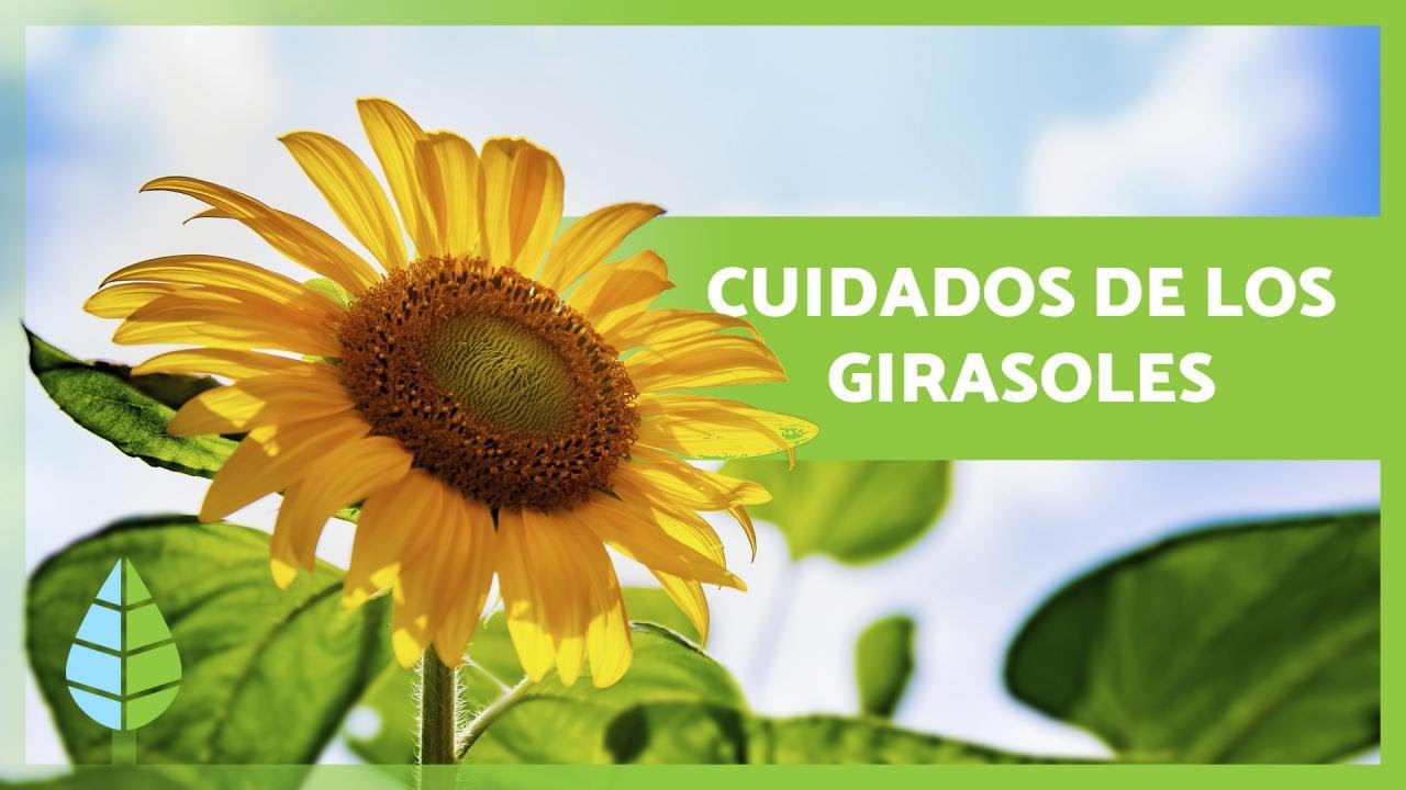 Cómo cultivar GIRASOLES ?? ¡Siembra, sustrato, riego y MÁS! - YouTube