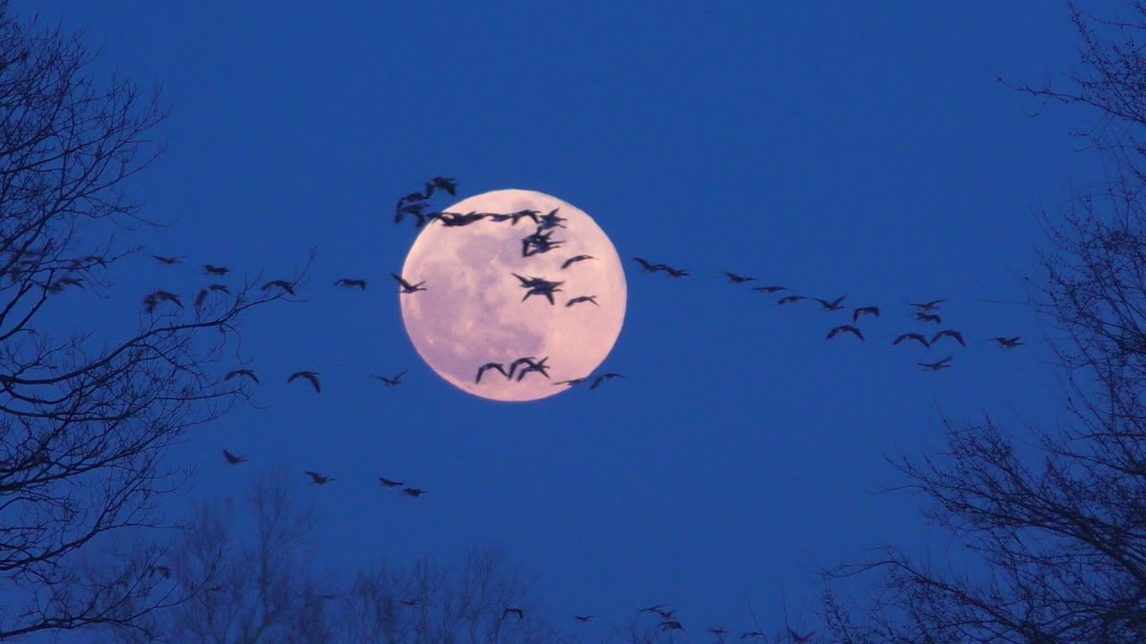 Rise of the Snow Moon - February 1, 2026