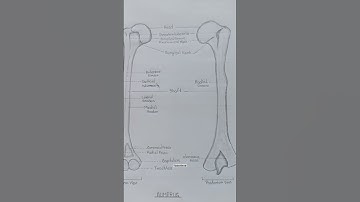 humerus bone diagram||#anatomy#pencildrawing#humerus#shorts