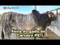 FEIRA DO GADO DE CARUARU PE TERÇA FEIRA 08/12/2020 ( ARROBA DO BOI SAINDO A 280)