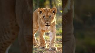 Download Lagu Lion | Sih #shorts #youtubeshorts #lion #lionking #trending #viral MP3