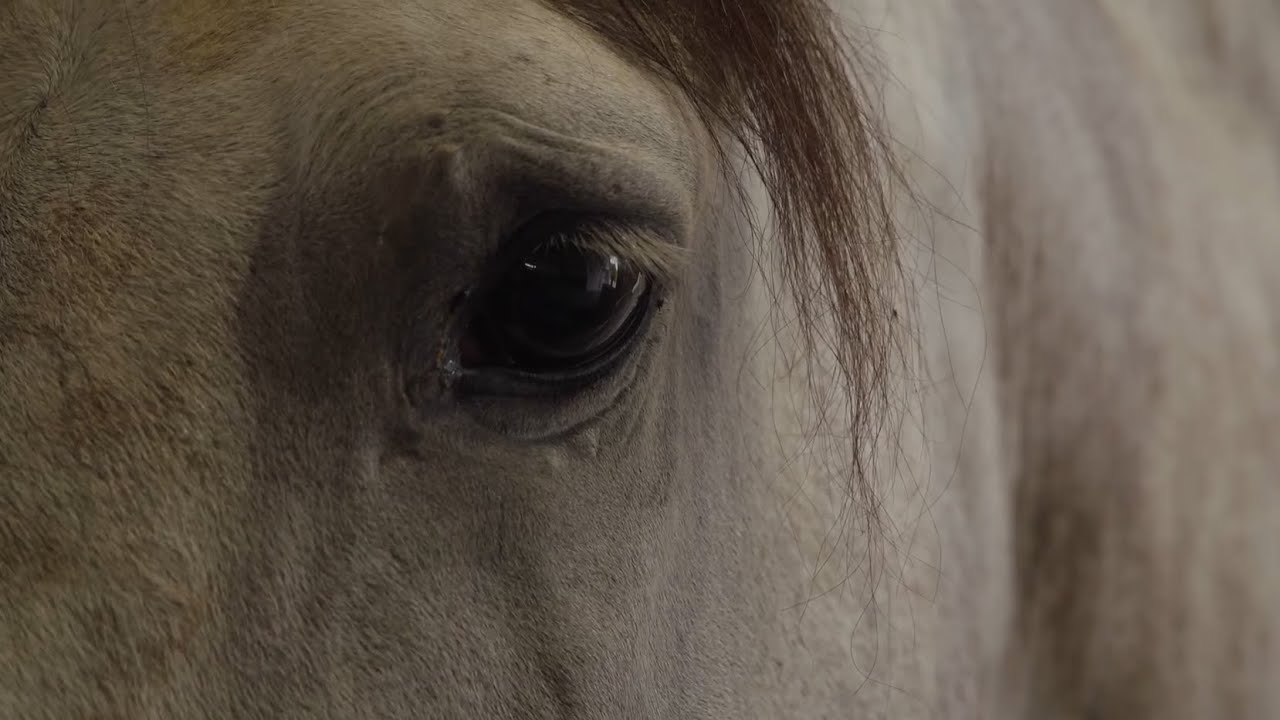 TODOCABALLO Capítulo 136: Los PRE de la Y. Torreluna y arriería en Alcalá de los Gazules