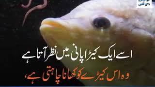 Fish Ne Ka Paya Or Kya Choya