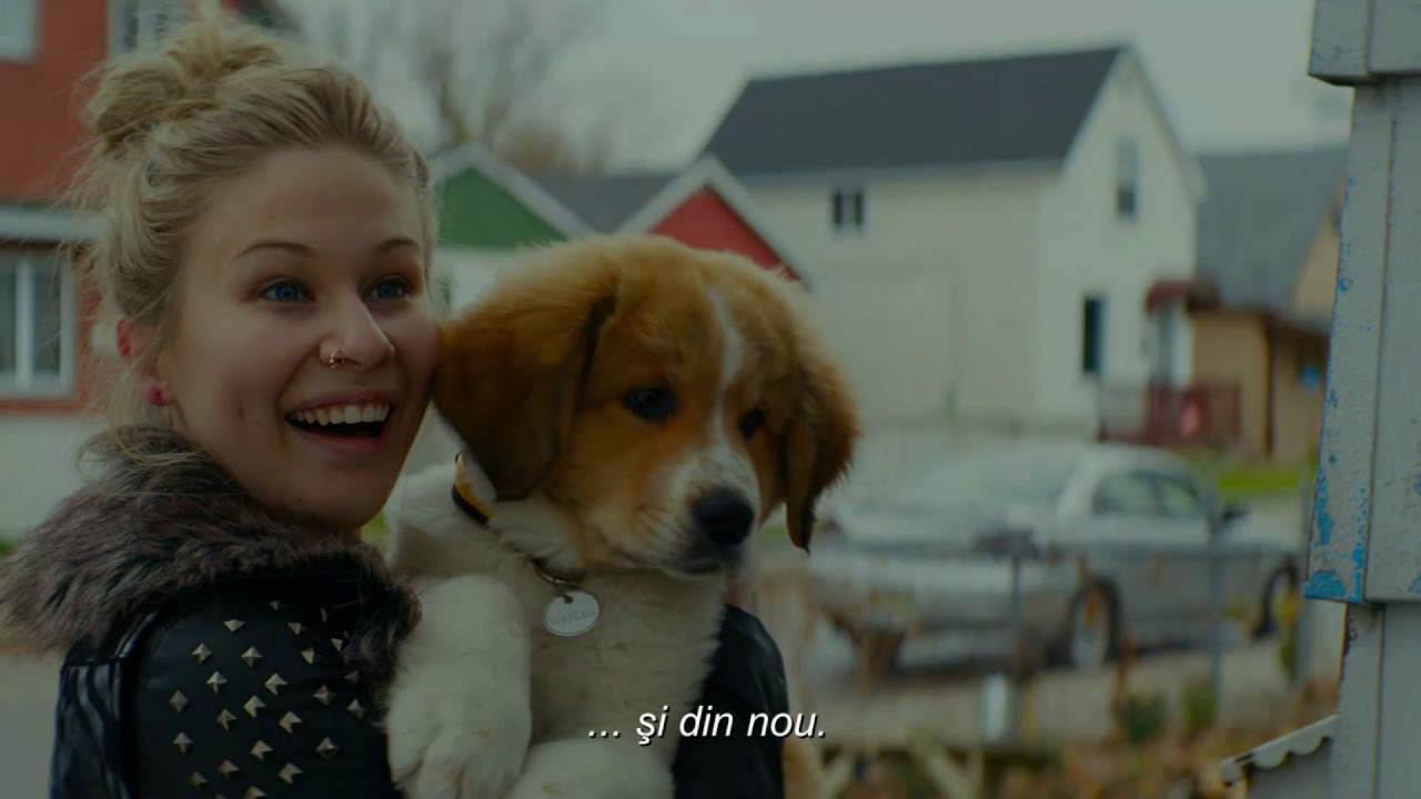 Trailer Cainele Adevăratul Meu Prieten A Dog S Purpose 2016