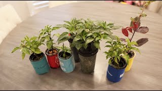 Answering Questions About Mini Hydro Systems
