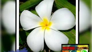 Sharzy Ft Street Jazz  Taloa Gua rovi Hits 2020siopsmanabeh youtube channel