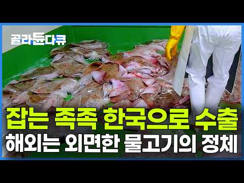 전세계 처치곤란인데 한국인만 싹쓸이중. 해외는 먹을 줄 모르는 물고기의 정체｜극한직업｜#골라듄다큐
