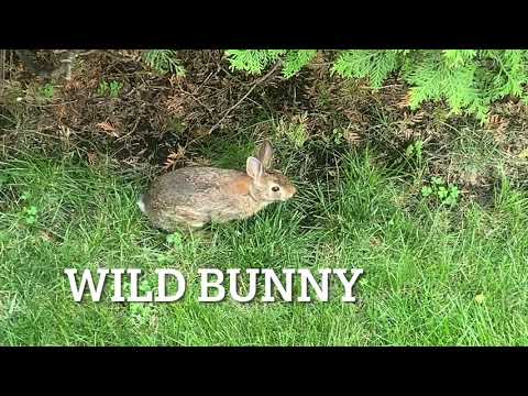Wild bunny is in the house π - YouTube
