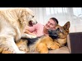 My Most Jealous Dogs are Golden Retriever and German Shepherd Puppy!