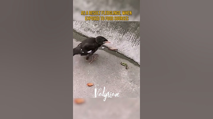 Baby Bird Thinks Worm Will Enter It's Mouth #shorts #nature #birds