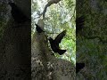 Crows 3 Jackdaw 0