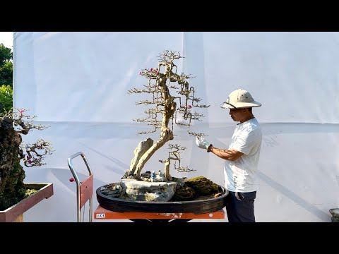 Video Báo giá Sanh-Duối-Hoa giấy-Si-cây cảnh bonsai (Mr Đại... - youtube