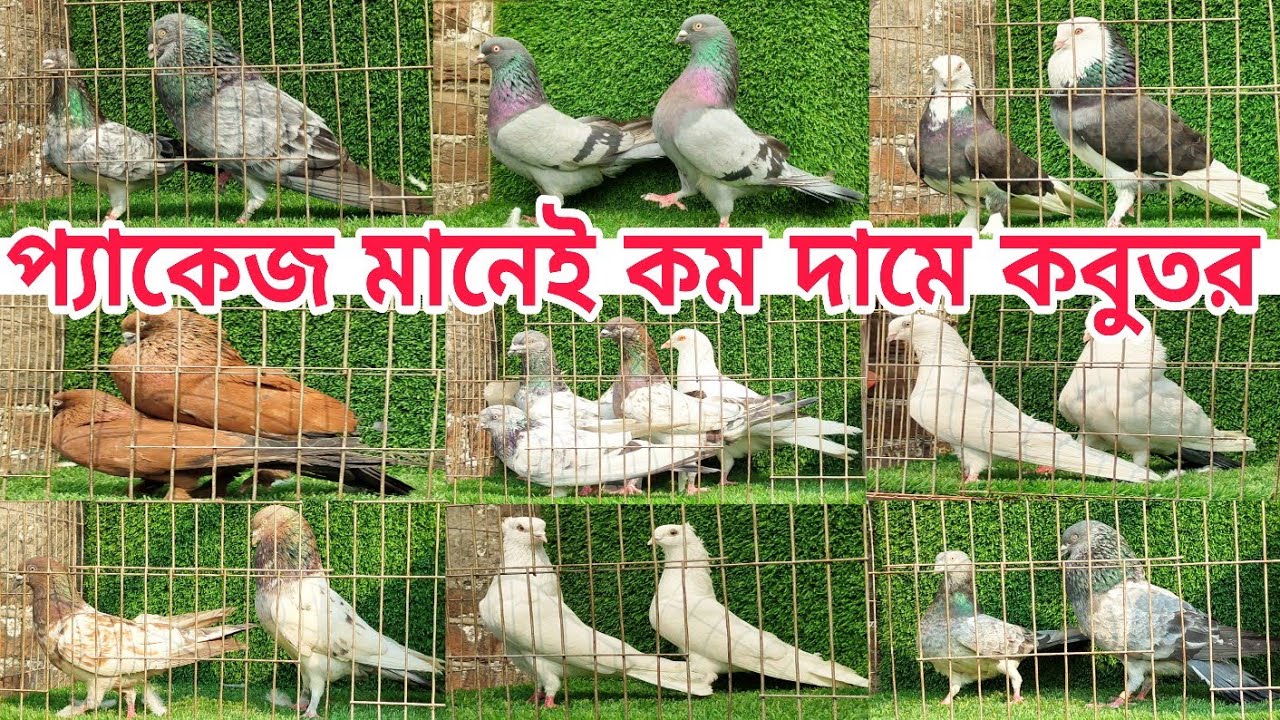 গিরিবাজ ও কালারিং কবুতর কিনুন প্যাকেজ মুল্যে Gribaz coloring Pigeions farm কবুতর পালন বাংলাদেশ #bird