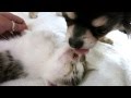 Chihuahua puppy loves his kitten