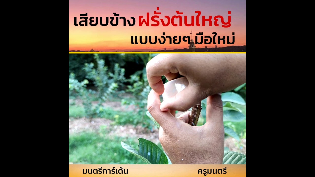 เสียบข้างฝรั่งต้นใหญ่