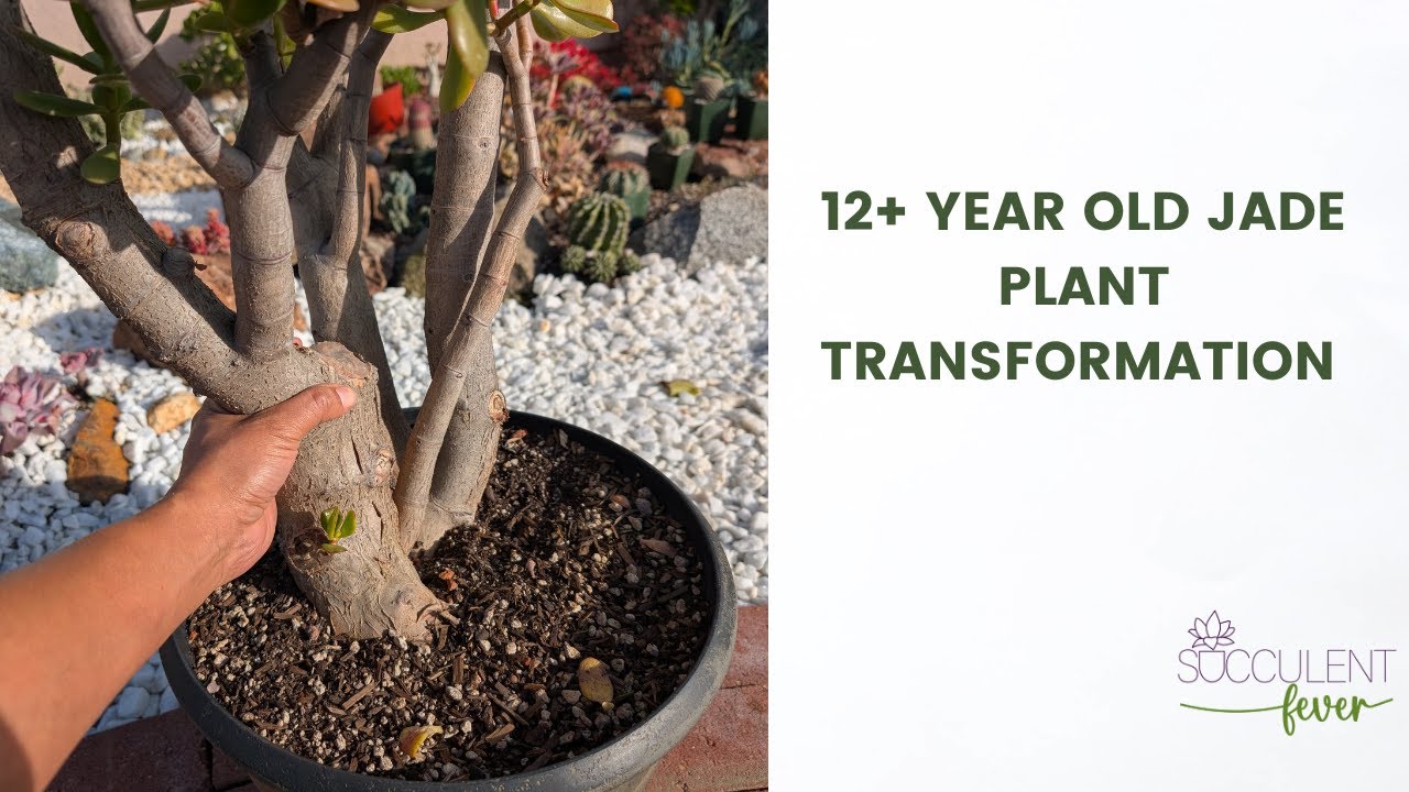 Экстремальное преображение 12-летнего «классического» Джейда. Преображение толстянки овальной.