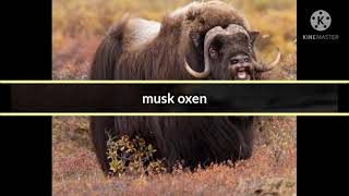 animals of coniferous and tundra vegetation