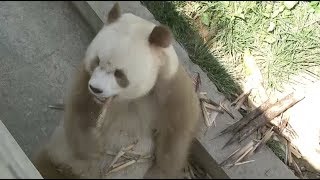 China sets up Qinling giant panda research center