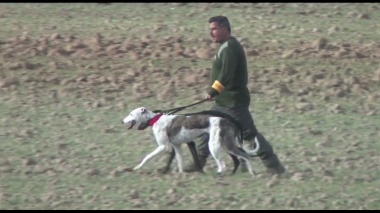 CAMPEONATO DE ESPAÑA GALGOS EN EL CAMPO 2012 PRIMERA PARTE