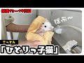 「ばぶ～」感たっぷりな子猫。てちてち歩きがかわいすぎる 人のあとをついてくる姿が「おぉおお」ってなるよ ひとりっ子猫「こっとん」【保護猫生活】【まとめ動画その4】